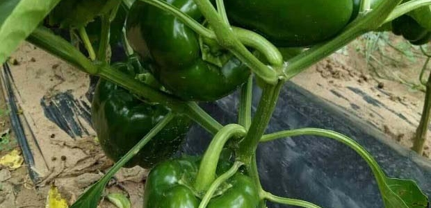 5Ʒֽ