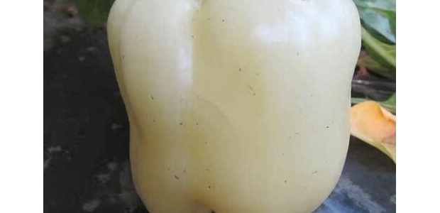 ɫƷֽ