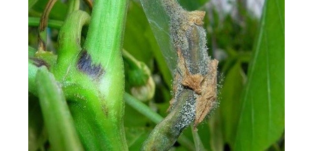 ù