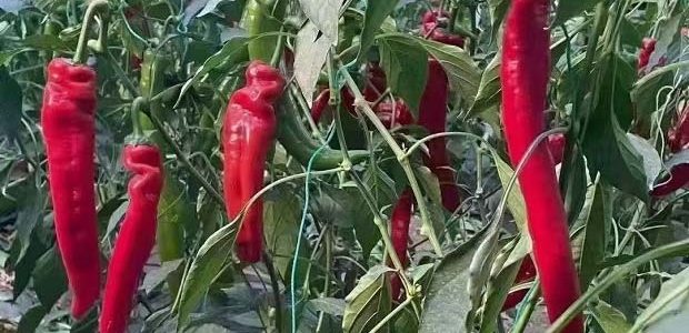 صʹ