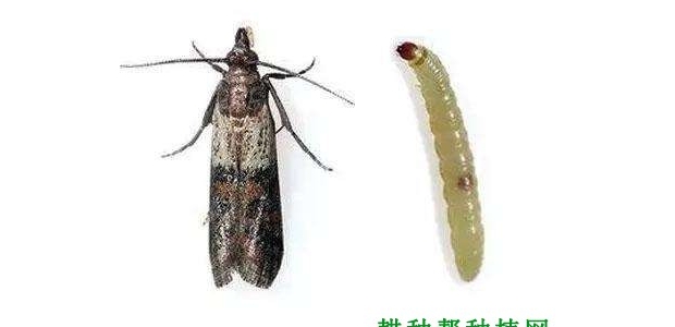 ӡȹ