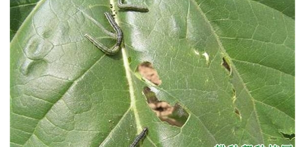βݵ