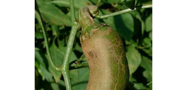 β